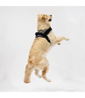 Harnais Anatomique et Réglable Pangea pour Chien - 1
