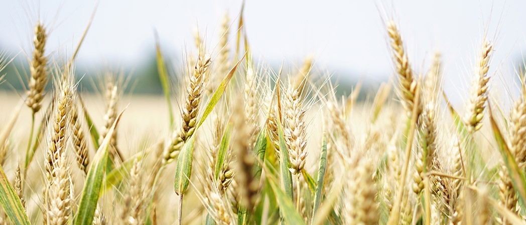 Les avantages des céréales sans gluten